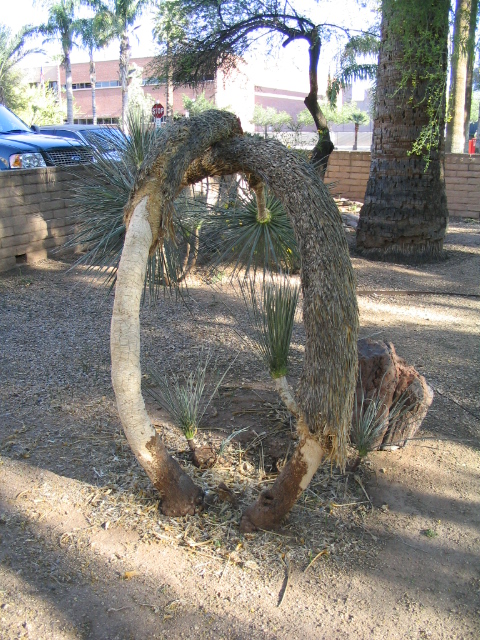 458x617 pixels (276K)